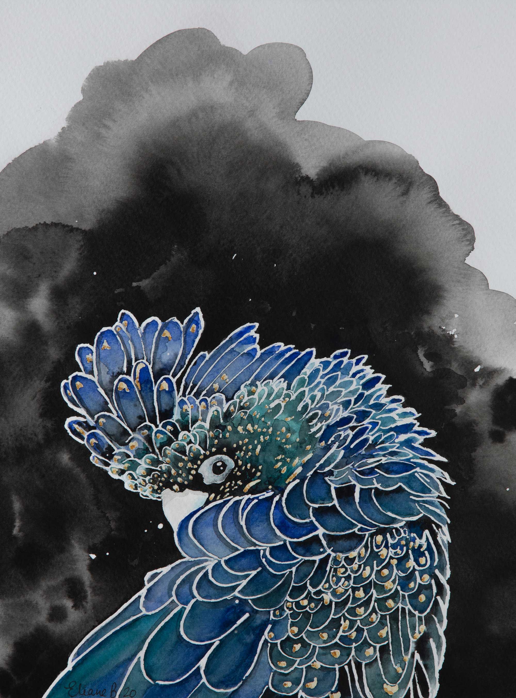 Cacatoès noir à queue rouge