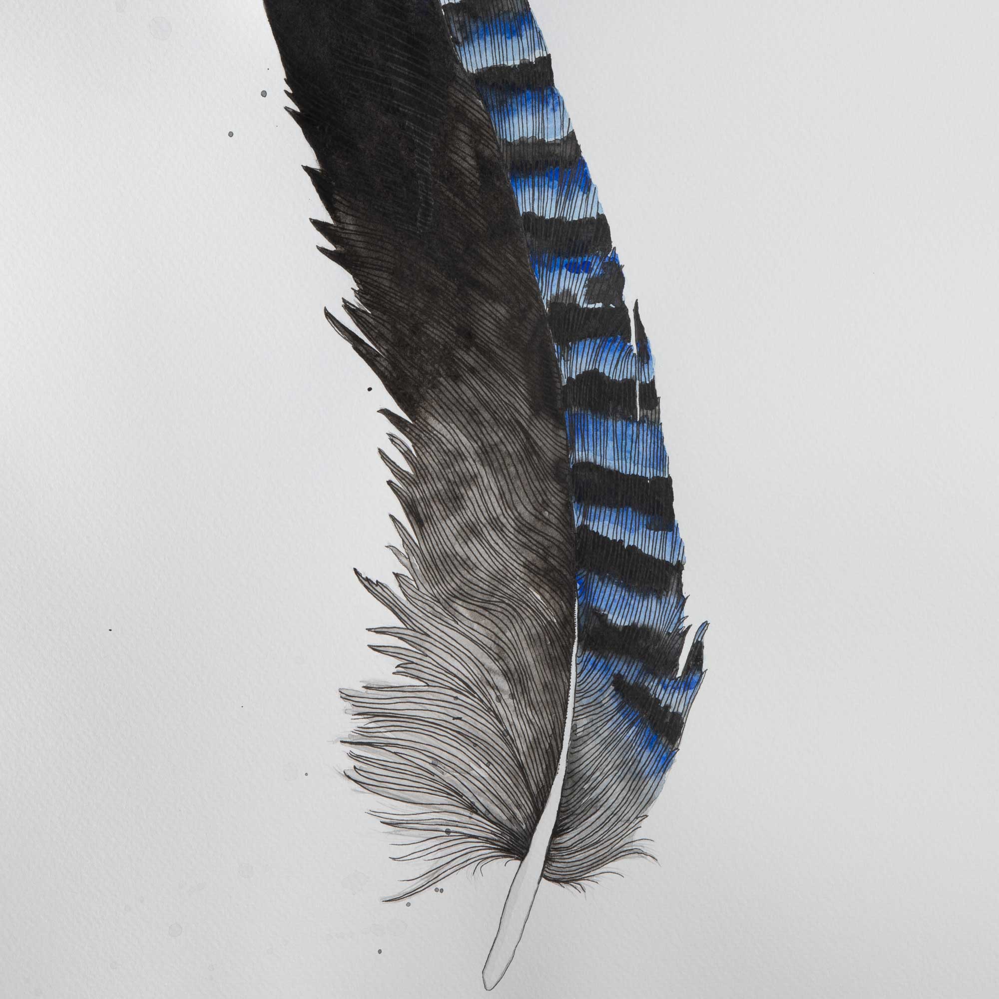 Plumes